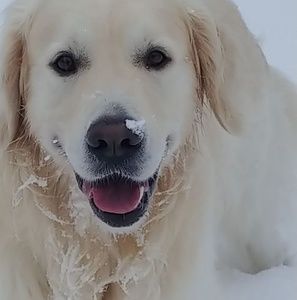 Meet your Posher, Dave